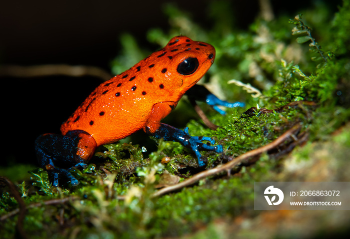 Cahuita National Park, Costa Rica wildlife. Strawberry poison frog or strawberry poison-dart frog (Oophaga pumilio) a small poison dart frog, common in Central America. Also called blue jeans frog.