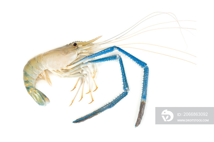 river shrimp common or Macrobrachium rosenbergii isolated on white background
