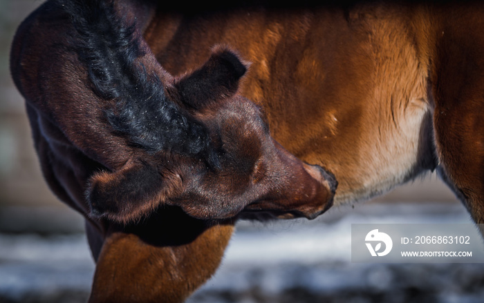 Newborn foal scratches stomach