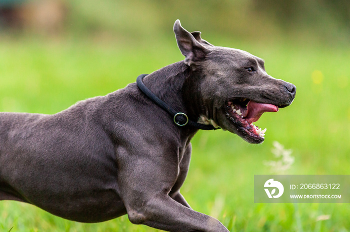 Pitbull dog portrait with collar on grass background