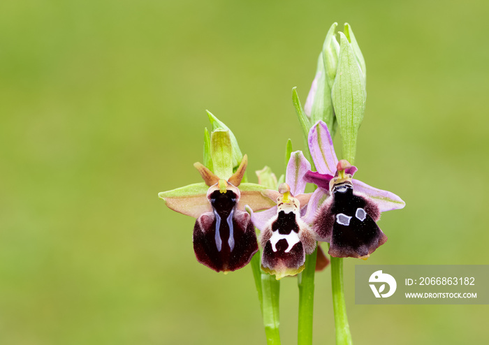 Photos of wildflowers, various bee orchids.