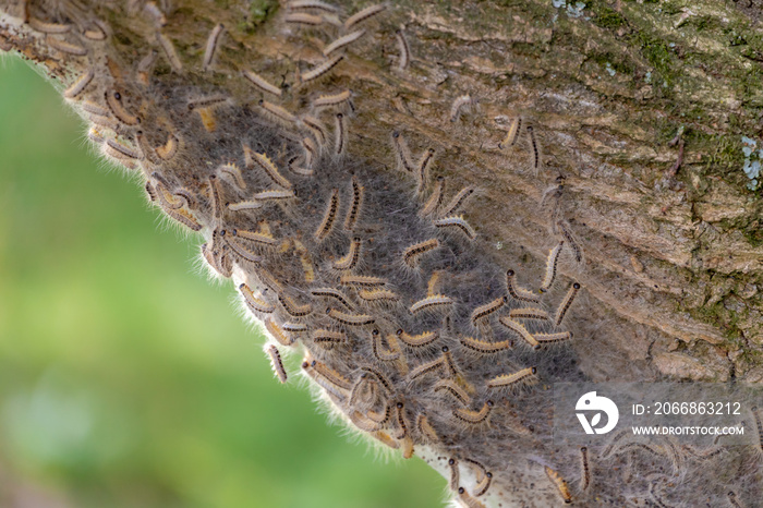 Oak processionary nest on tree in the forest, Thaumetopoea processionea is a moth whose caterpillars, These stinging hairs can cause itching, bumps and eye complaints, Eikenprocessierups, Netherlands.