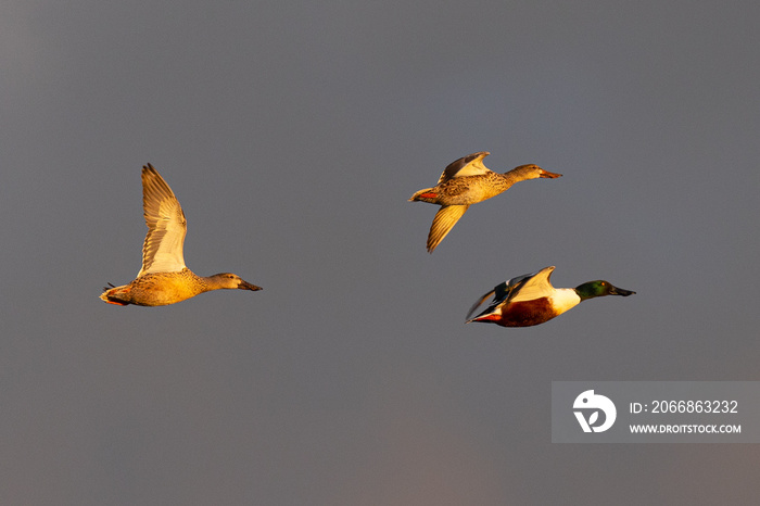 Northern Shovelers, flying in beautiful light in North California