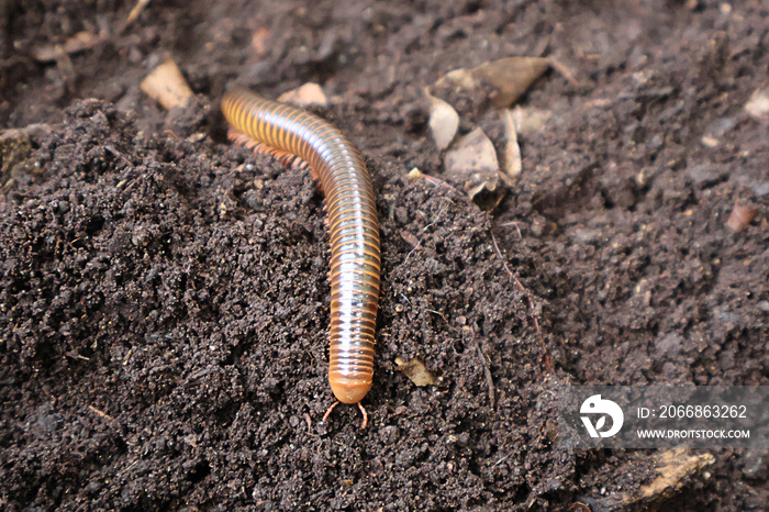 closeup caterpillar beetle grub on a soil