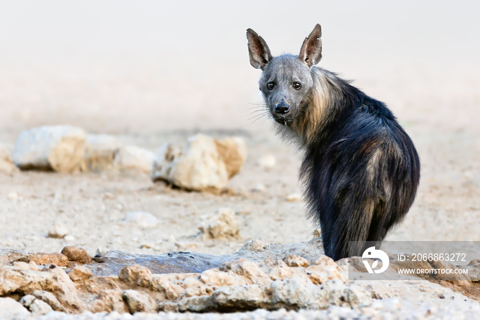 Brown hyena portrait focused straight into the camera just after drinking water in the kgalagadi. South Africa. Hyaena brunnea