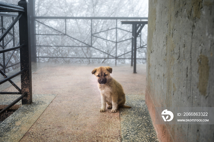 wild puppy small dog sitting on stone floor. Outdoor winter foggy weather. Little homeless dog