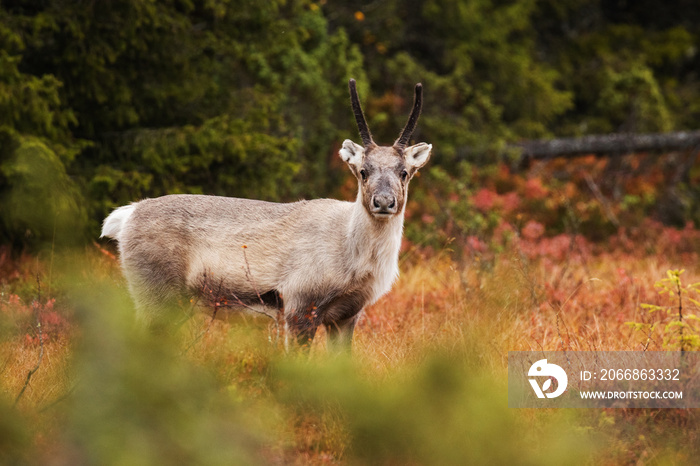 A young domestic reindeer calf with small antlers during autumn foliage in October in FInnish Lapland, Northern Europe.
