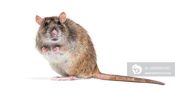 Side view of a brown rat looking at the camera On its hind legs,