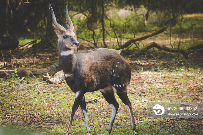 Close up image of a Bushbuck in the natural forests around the coastal town of Knysna in South Africa