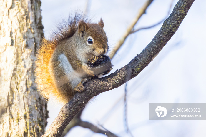 American red squirrel (Tamiasciurus hudsonicus) eating nuts in winter