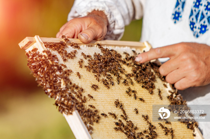 hands of man shows a wooden frame with honeycombs on the background of green grass in the garden