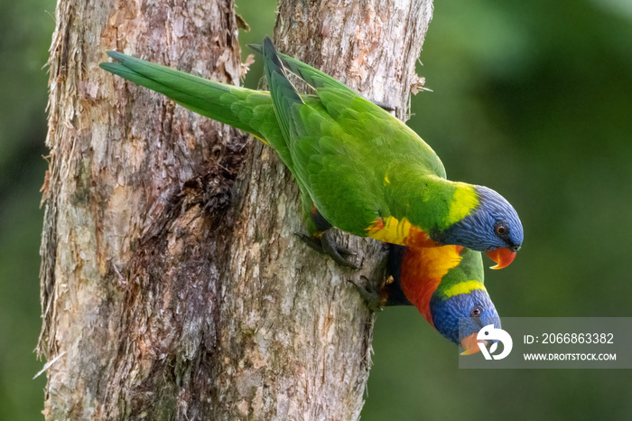 Two rainbow lorikeet parrots on the side of a tree trunk. Scientific name is Trichoglossus moluccanus