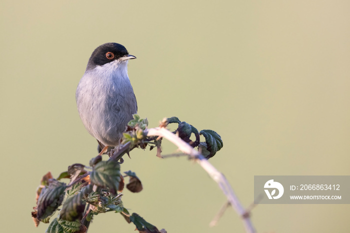 Male sardinian warbler (Sylvia melanocephala)