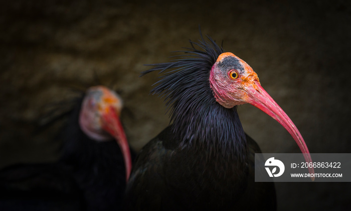 Northern Bald Ibis, Hermit Ibis, or Waldrapp (Geronticus eremita)