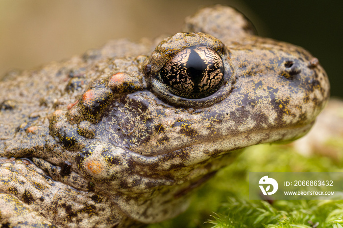 Crapaud accoucheur (Alytes obstetricans) France Pyrénnées