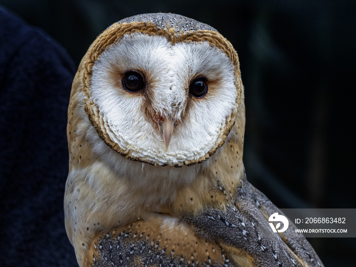 barn owl bird of prey close up portrait