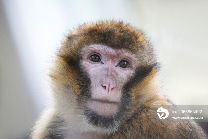 Barbary macaque close-up. Portrait of a monkey. Macaca sylvanus. Monkey face.