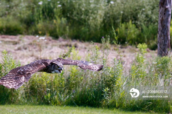 A Great Horned Owl in flight