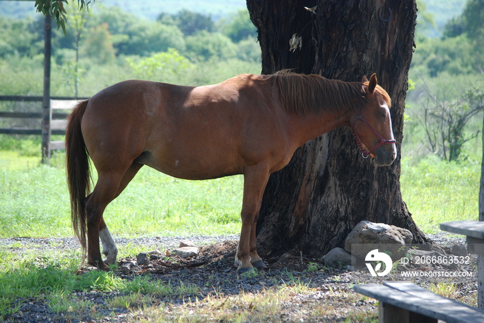 sleeping horse