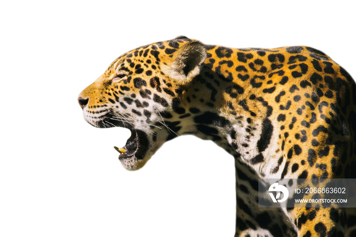 Image of a jaguar ( panthera onca ) isolated on white backgrond.