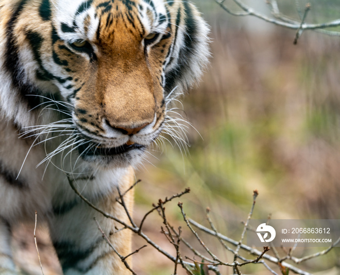 The Siberian tiger or Amur tiger is a population of the tiger subspecies Panthera tigris tigris