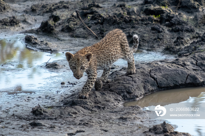 Young leopard cub at a waterhole in the Sabi Sands Game Reserve, Mpumalanga, South Africa.