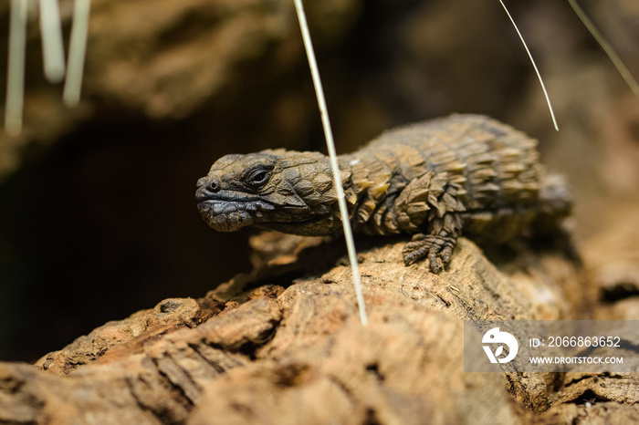 African armadillo girdled lizard