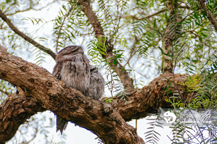 Tawny Frogmouth in Australia