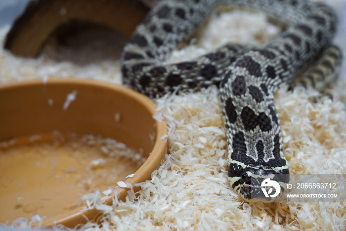 Close up view of a young hognose snake