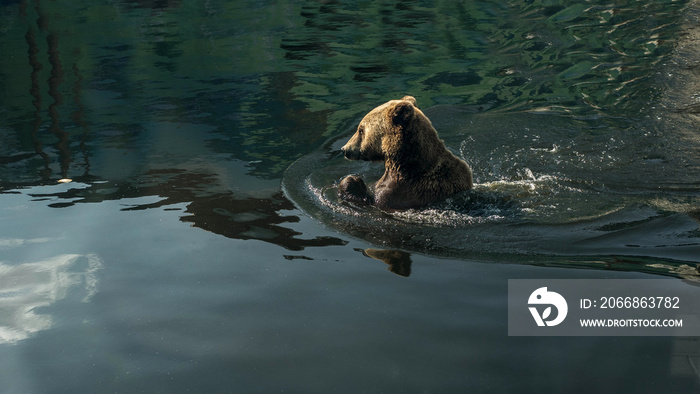 The bear swims in the water and catches fish,the brown bear in the wild.