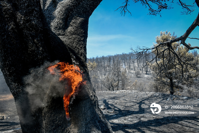 burnt trees after a fire in the coniferous forest