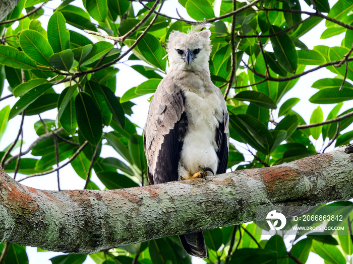 Harpy Eagle chick standing on tree branch against green leaves