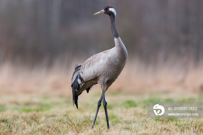 Birds -Common crane (Grus grus)