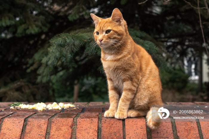 A red cat sits on the brick wall.