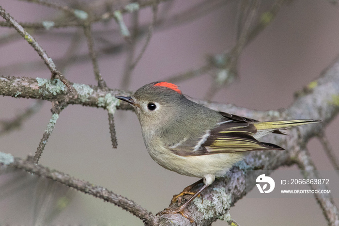 ruby-crowned kinglet (Regulus calendula)