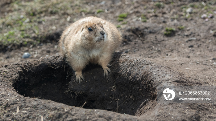 Prairie dog standing outside its burrow on a sunny day