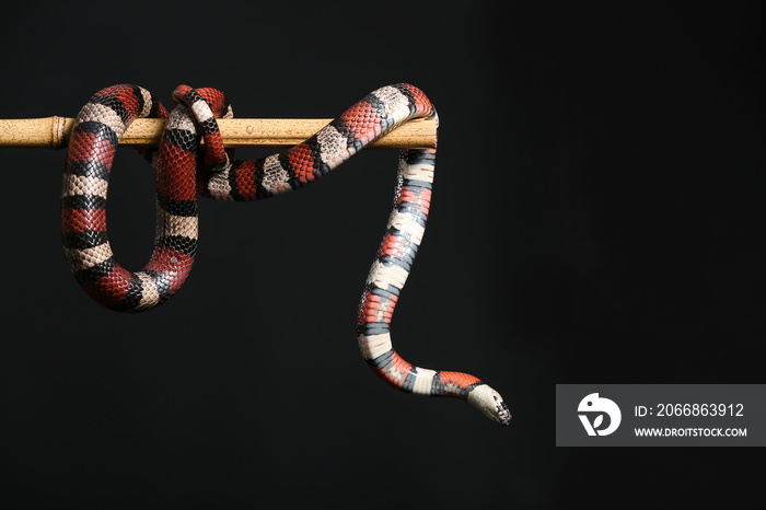 Red king snake on bamboo stick against black background