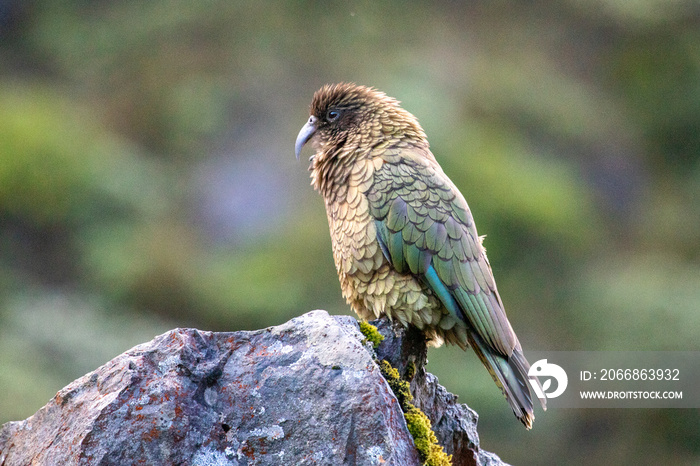 Kea - Alpine Parrot of New Zealand