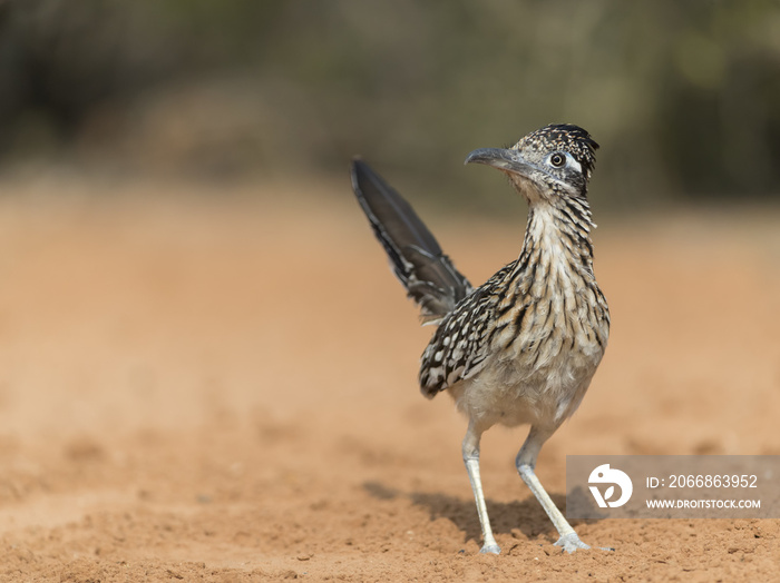 Greater Roadrunner in Southern Texas, USA