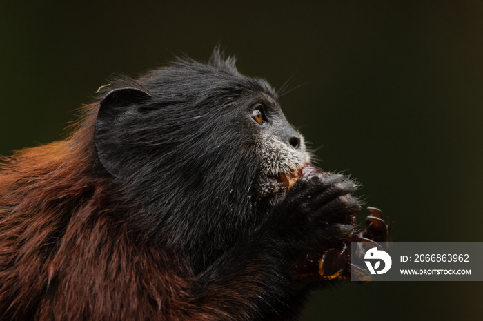 Amazon monkeys eating fruits, saguinus species, friendly monkeys residing in amazon rescue center