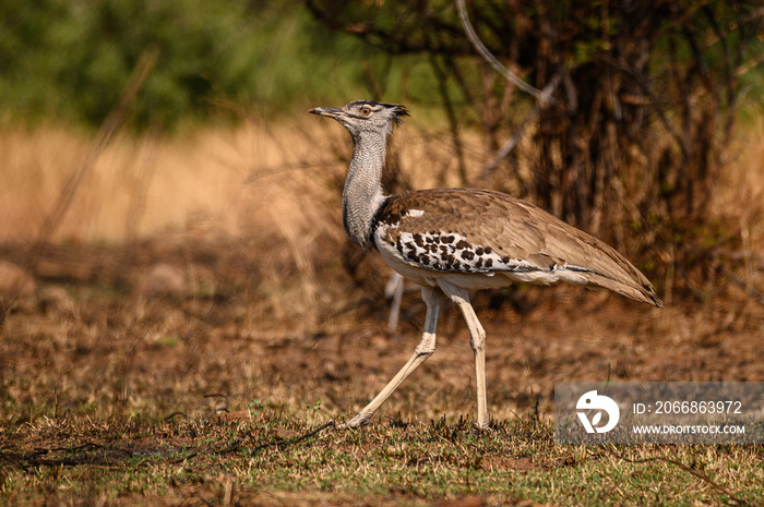 A Kori Bustard strolling meaningfully through an opening in the bush while searching for food