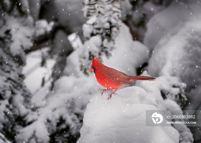 Northern Cardinal in snow