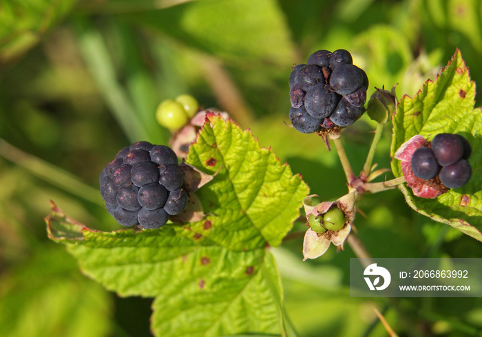 European dewberry ripe fruits, Rubus caesius