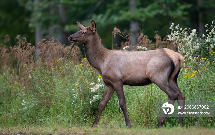 Elk Calf