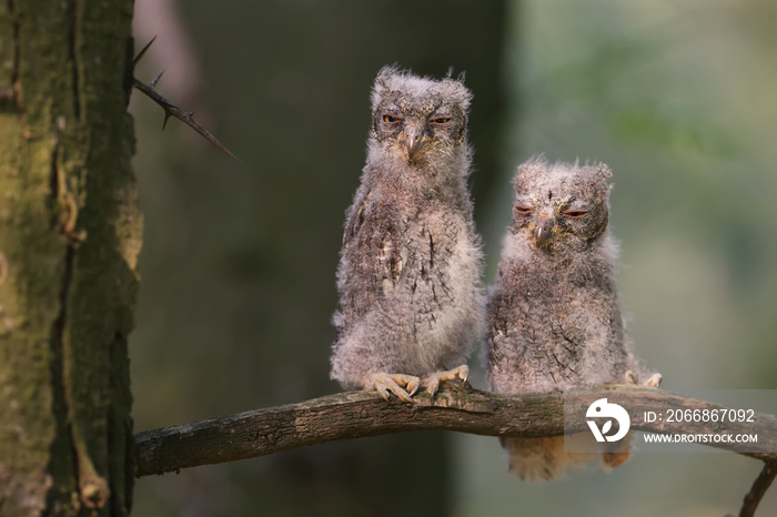 Eurasian scops owl chicks are photographed individually and together. Birds sit on a dry branch of a tree against a blurred background in the rays of the soft evening sun.