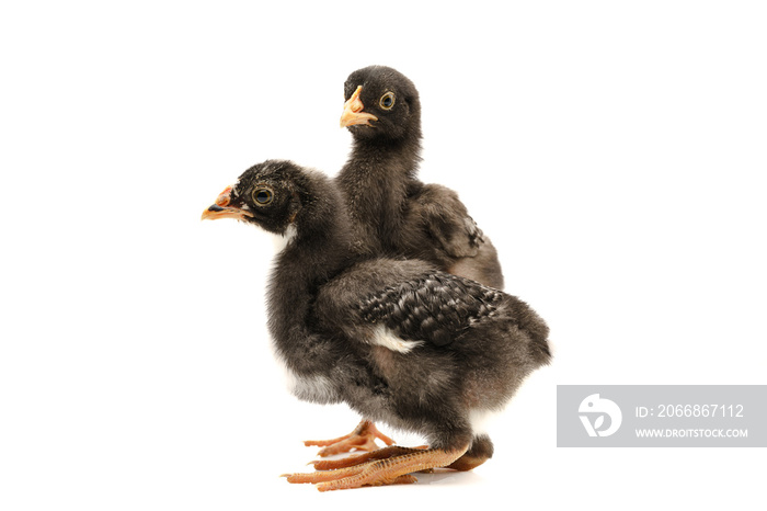 barred plymouth rock chickens isolated on white background