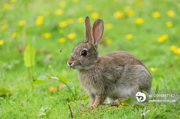 Wild Rabbit (Oryctolagus cuniculus) in a field.