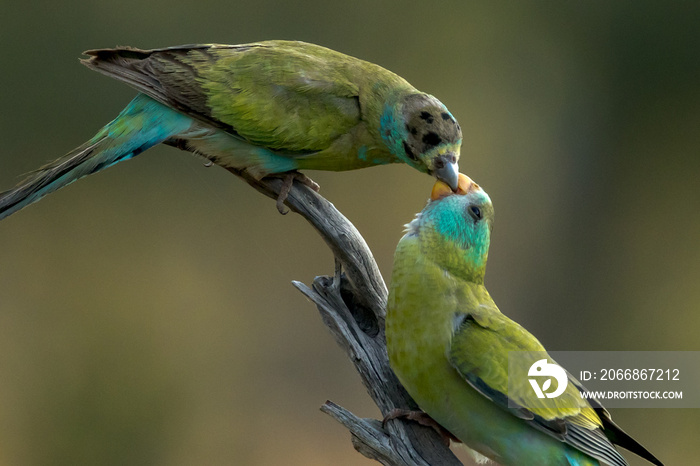 Golden-shouldered Parrot in Queensland Australia