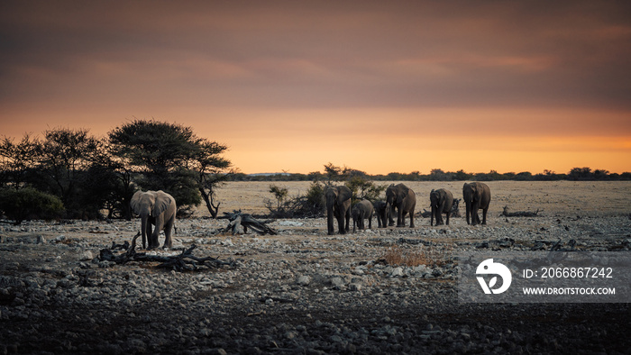 Eine Gruppe Afrikanischer Elefanten (Loxodonta) mit Jungtieren kommt aus der Ebene und nähert sich dem Okaukuejo Wasserloch im Etosha Nationalpark kurz vor Sonnenuntergang (Namibia)