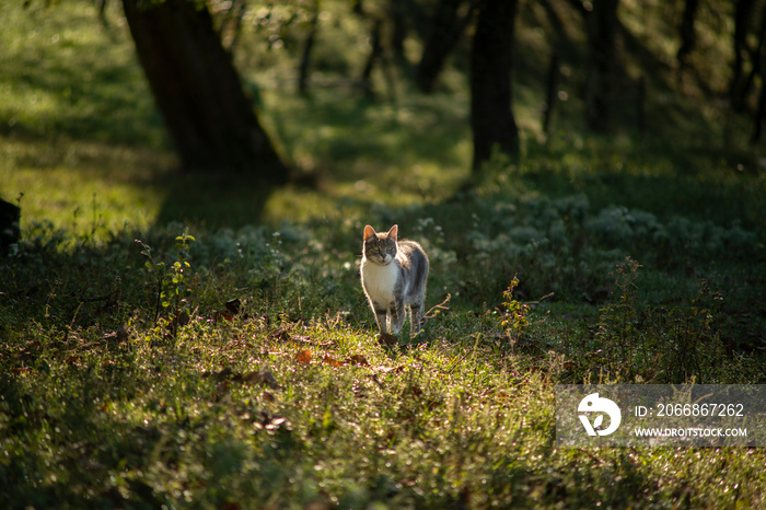 pet cat in forest